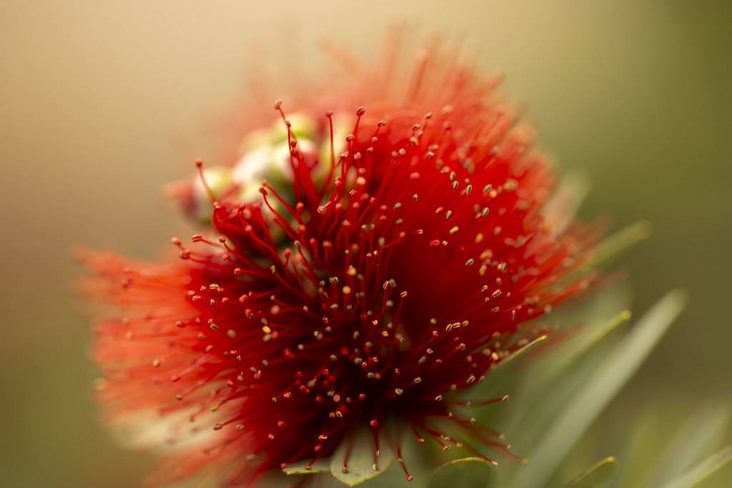Deep-red flower and blurry green leaves.