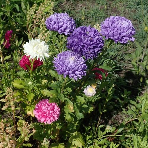 Violet-white-maroon-pink flowers with yellow center, green leaves, lime buds and stems.
