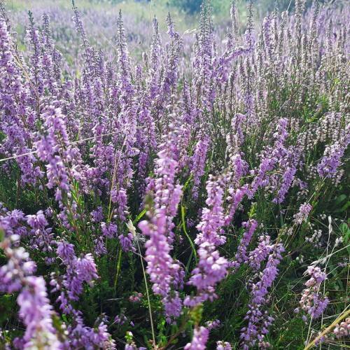 Purple flowers and green leaves on green stems.