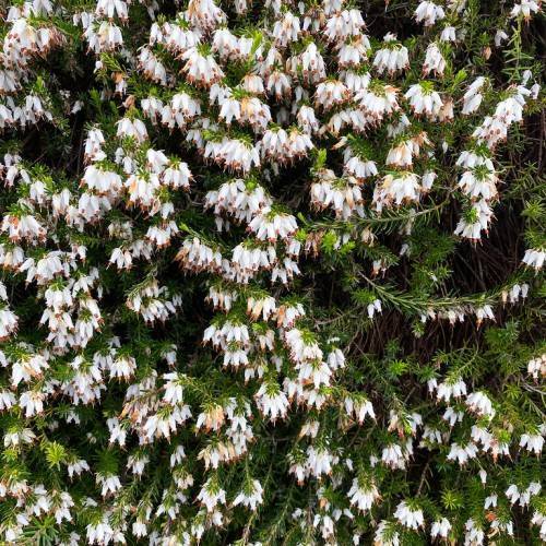 White flowers, orange anthers and green fronds on green stalks and brown stems.