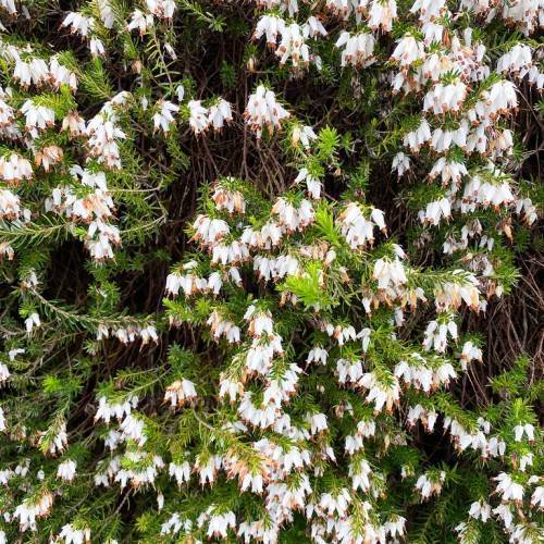 White flowers, orange anthers and green fronds on green stalks and brown stems.