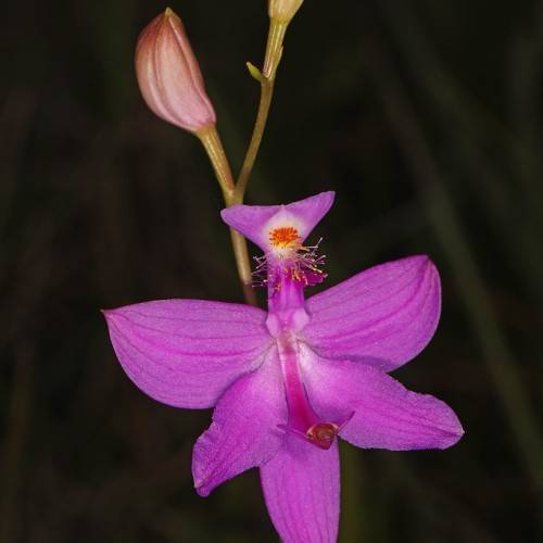 Pink flower with orange stamens and pink bud on maroon-yellow stem.