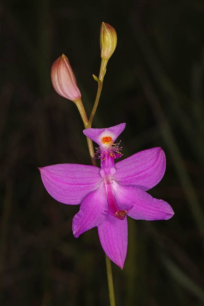 Pink flower with orange stamens and pink bud on maroon-yellow stem.