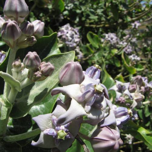 White-purple-pink flowers green leaves, and green stems.