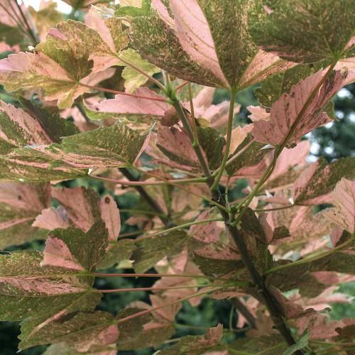pink-green leaves and stems on brown branches