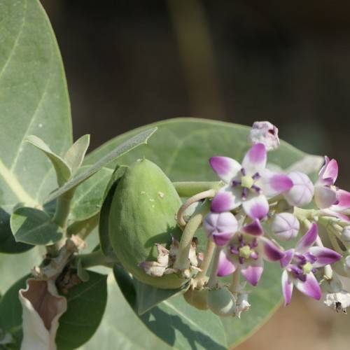 Pink-white flowers with green nut and pink buds on green stems and green leaves.