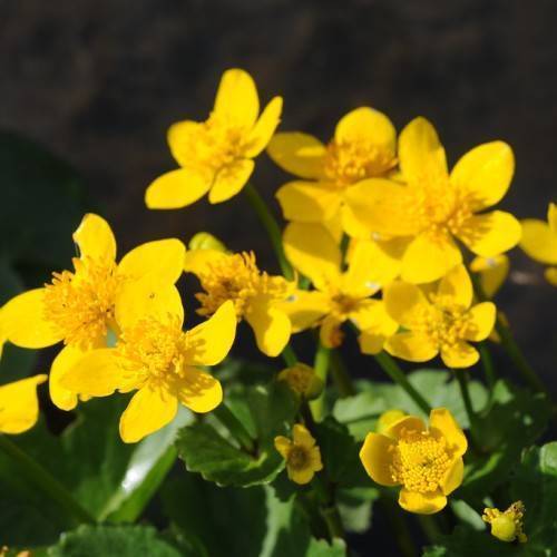 Bright-yellow flowers with yellow anthers on green stems with green leaves.