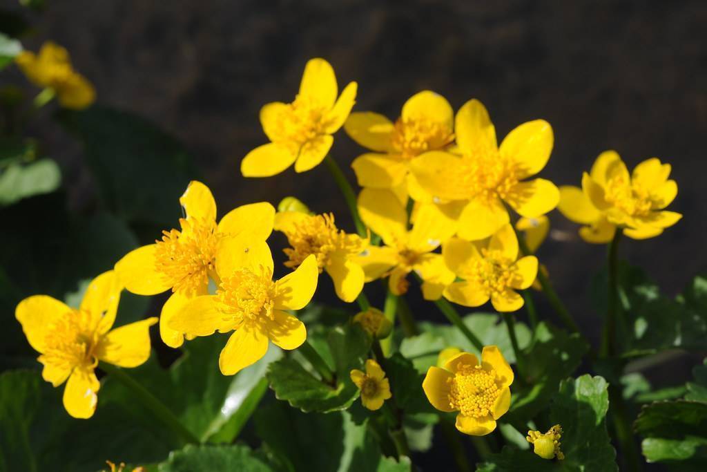 Bright-yellow flowers with yellow anthers on green stems with green leaves.