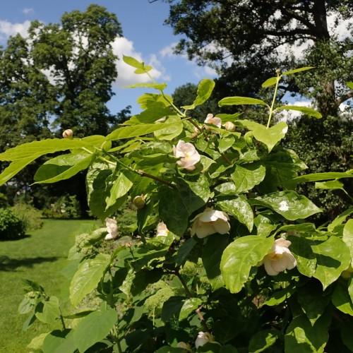 Off-white flower with yellow center, pink-white buds, lime-yellow stems, green leaves, yellow midrib and veins.