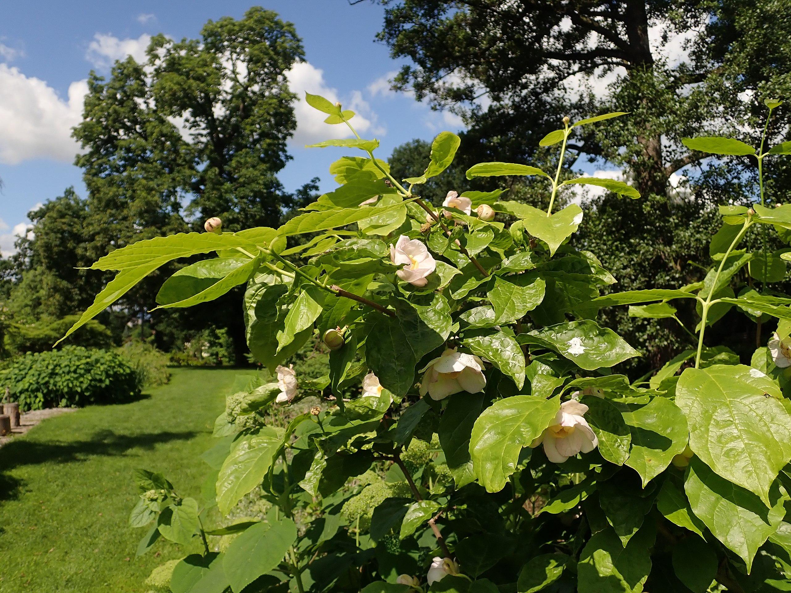 Off-white flower with yellow center, pink-white buds, lime-yellow stems, green leaves, yellow midrib and veins.