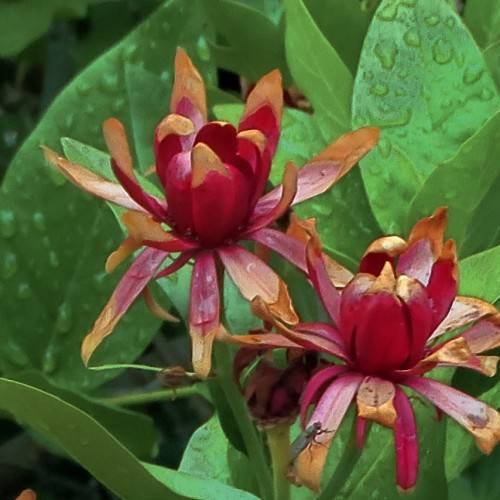 Deep-red-brown flowers and dark-green leaves with green stem.