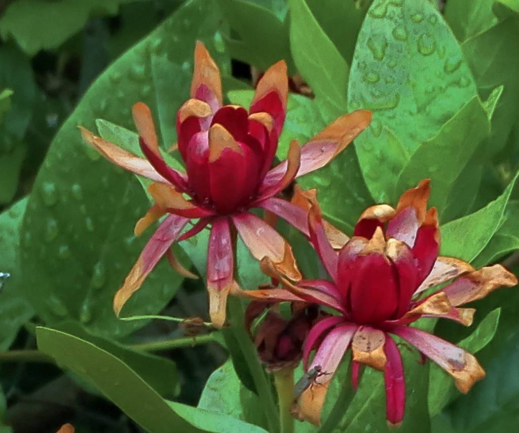 Deep-red-brown flowers and dark-green leaves with green stem. 