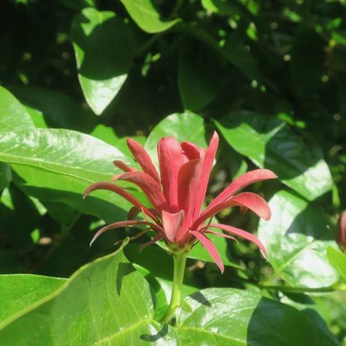 red flower along a green stem green leaves.