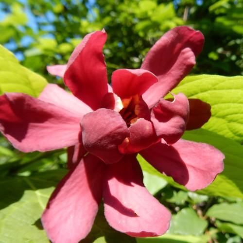 Magenta flower and center and green leaves.