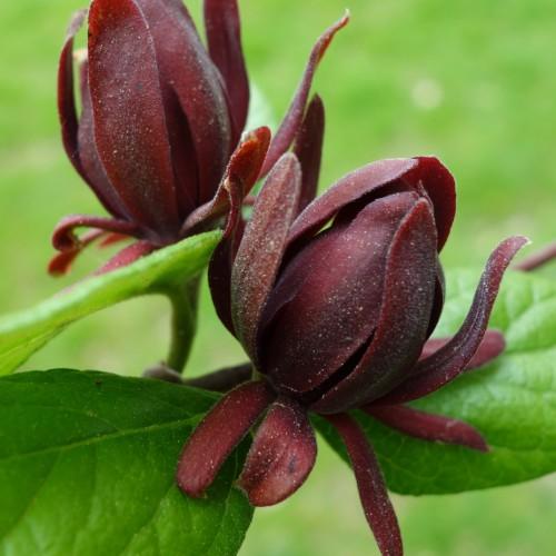 Burgundy flower with white hair, green leaves and stems, lime
midrib and veins.