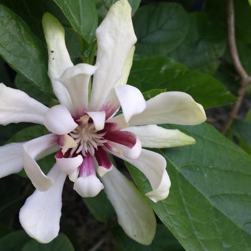White flower with magenta-white center, white stamen, brown stems,
dark-green leaves, green midrib and veins.