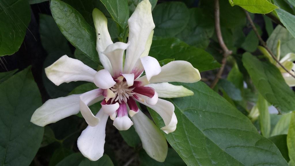 White flower with magenta-white center, white stamen, brown stems, 
dark-green leaves, green midrib and veins.
