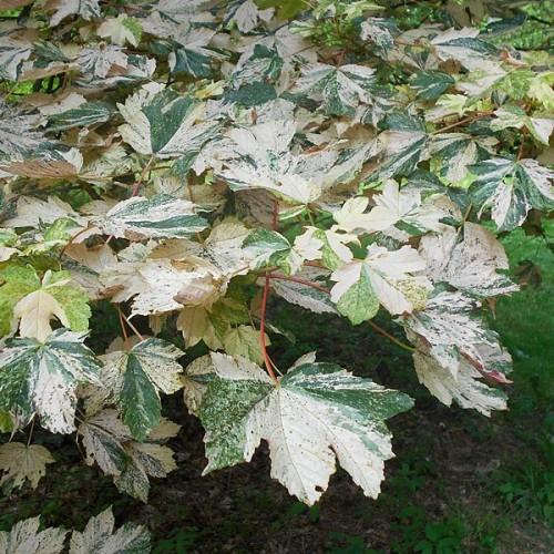 white-green leaves with green-red stems