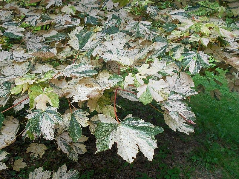 white-green leaves with green-red stems