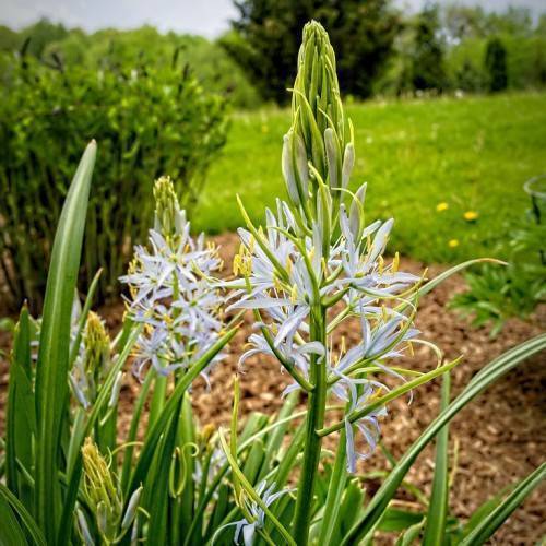 Green leaves and green stalks with blue-white flowers.