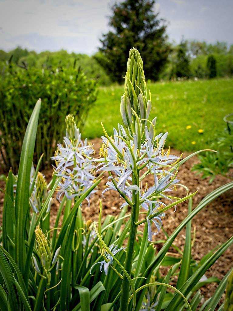 Green leaves and green stalks with  blue-white flowers.