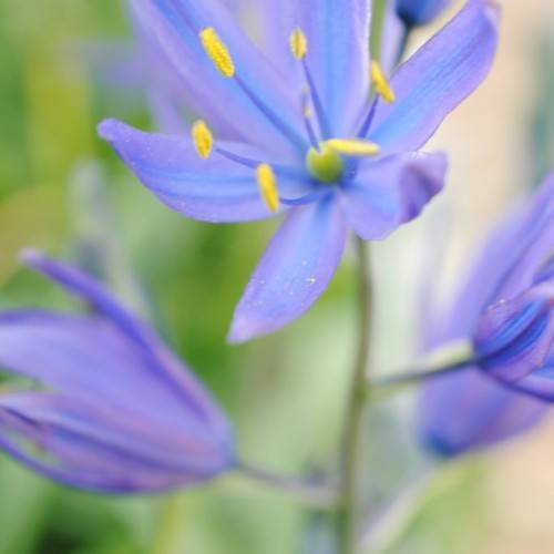 Purple-blue flowers with six petals and yellow anthers, and blue filaments on green stem.