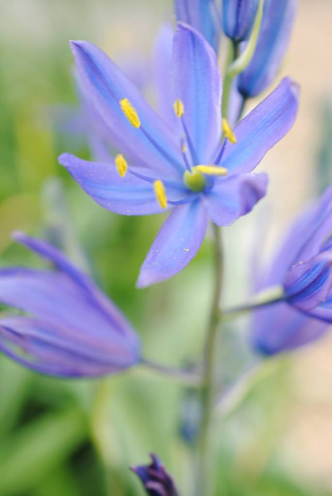 Purple-blue flowers with six petals and yellow anthers, and blue filaments on green stem.