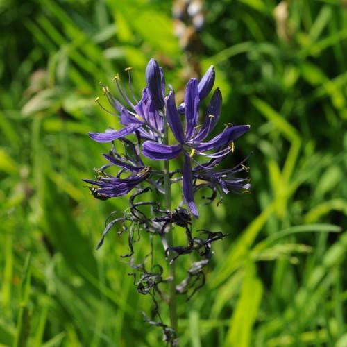 Purple flowers, yellow anthers and blue filaments on an upright green stem.