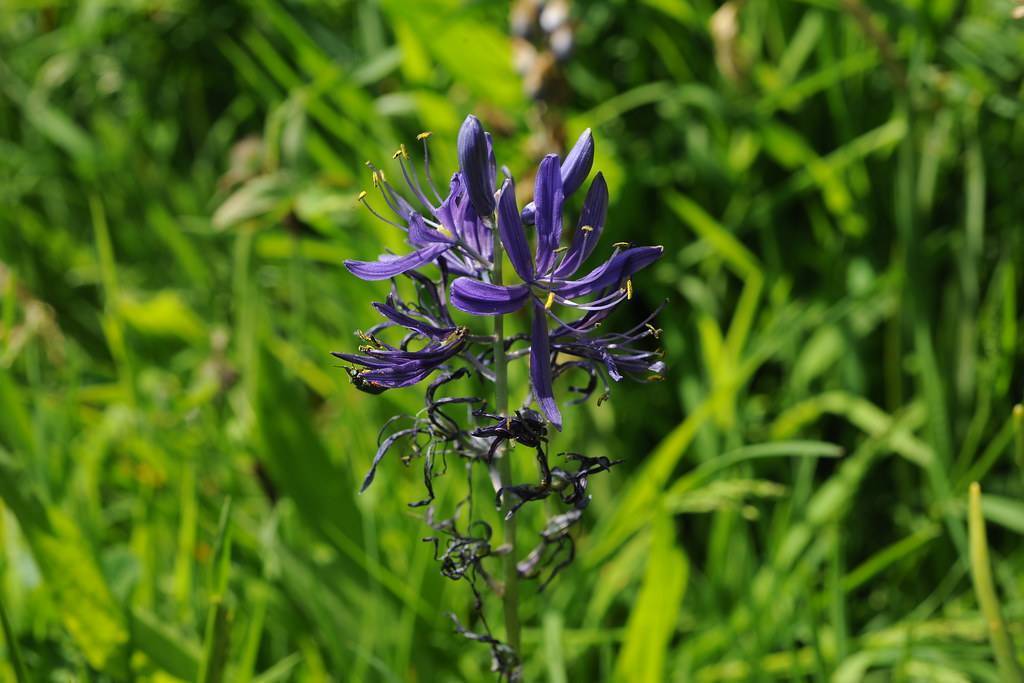 Purple flowers, yellow anthers and blue filaments on an upright green stem.