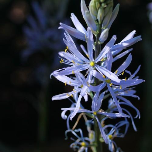 Lavender flower with stigma, lavender style and filament, yellow center and anthers, green stem, violet-lime buds