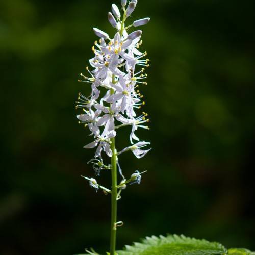 Light-blue-white flowers, yellow anthers along the green stem and green leaves.