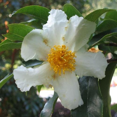 White flower with yellow stamen, dark-green leaves, yellow midrib and veins.