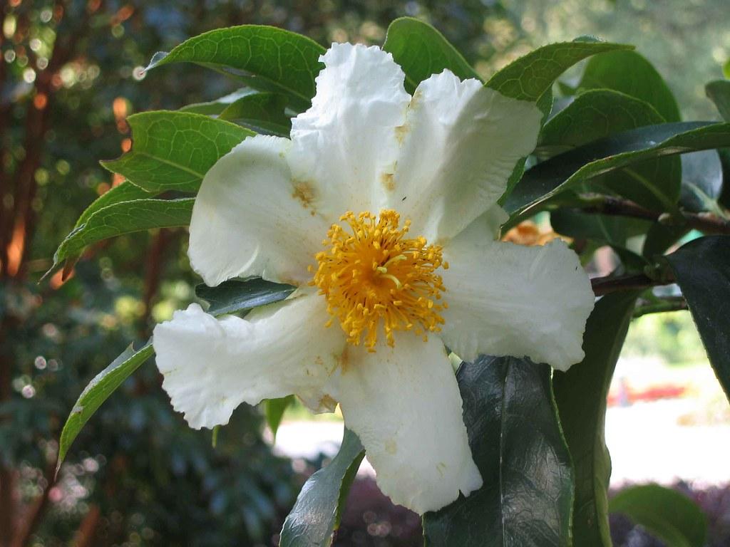 White flower with yellow stamen, dark-green leaves, yellow midrib and veins.