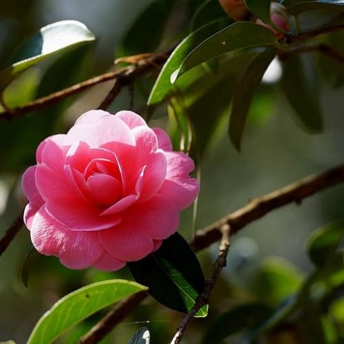 Pink flower with green leaves, brown stems, yellow midrib and veins.