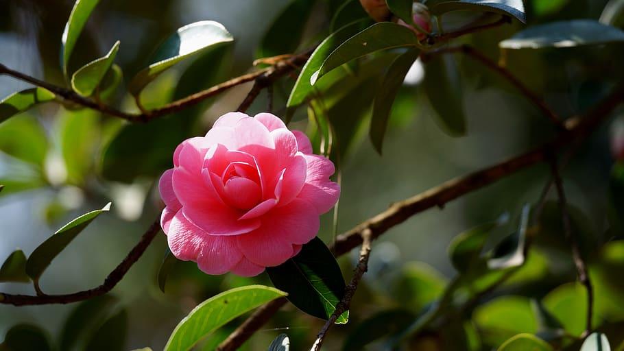 Pink flower with green leaves, brown stems, yellow midrib and veins.