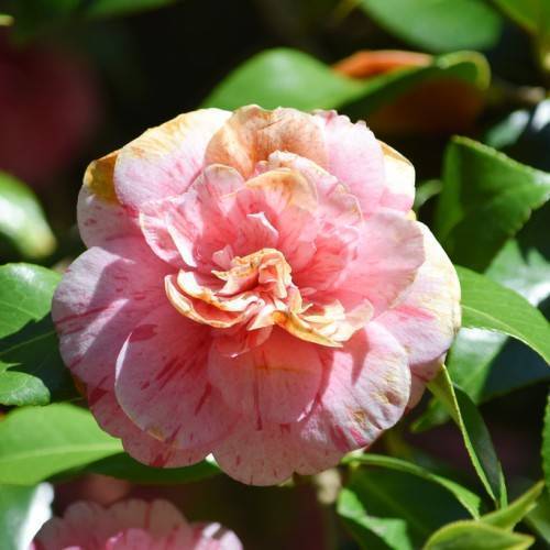 Pink flower with red stripes and dark-green leaves.