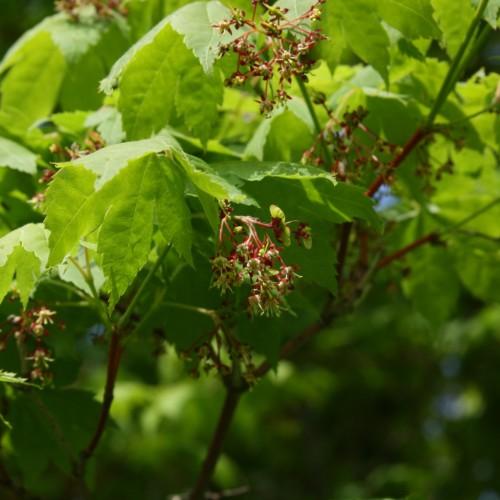 lime-red flowers and lime leaves on lime-burgundy stems