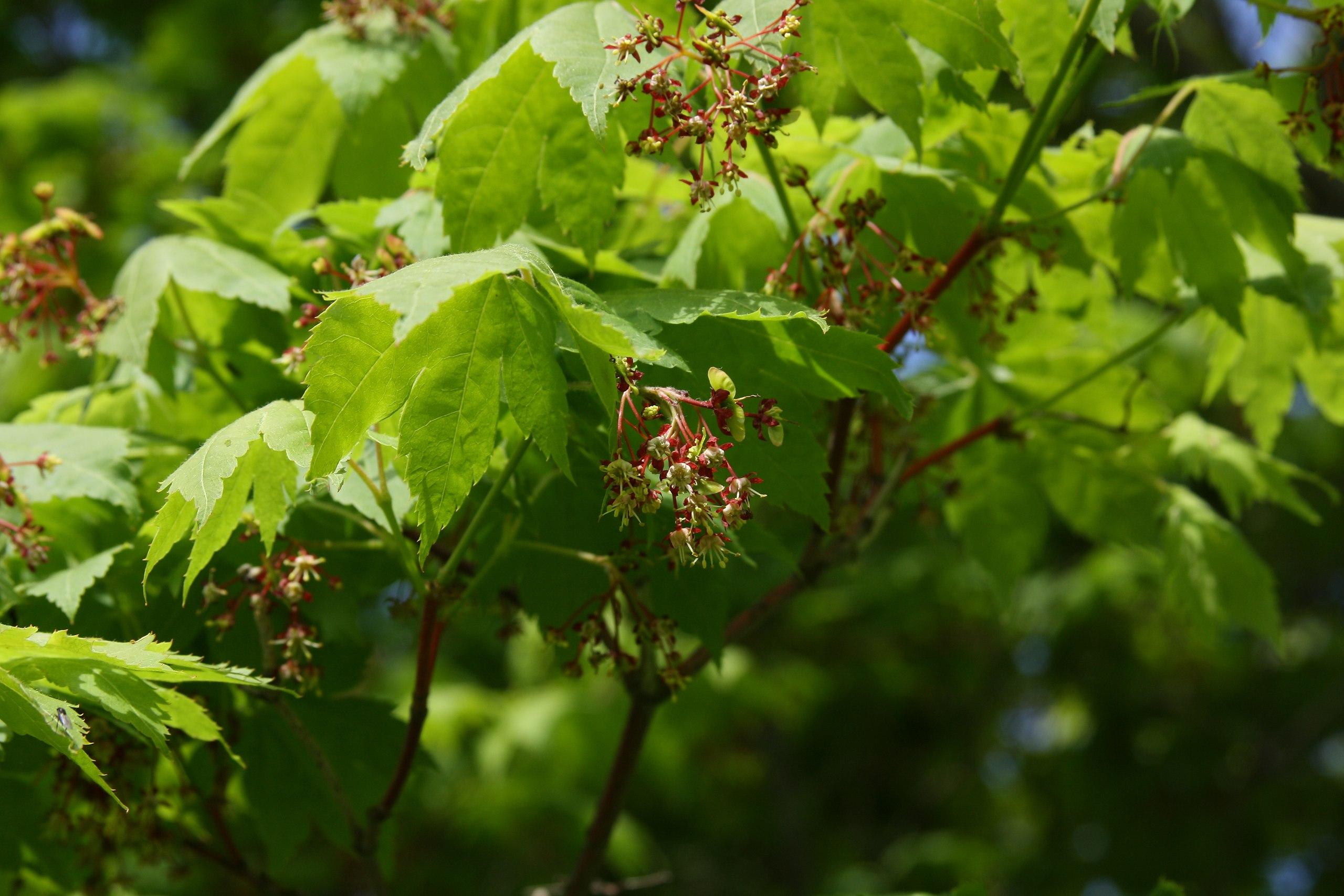 lime-red flowers and lime leaves on lime-burgundy stems