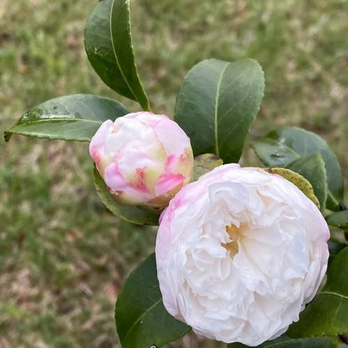 White-pink flowers and dark-green, leaves.
