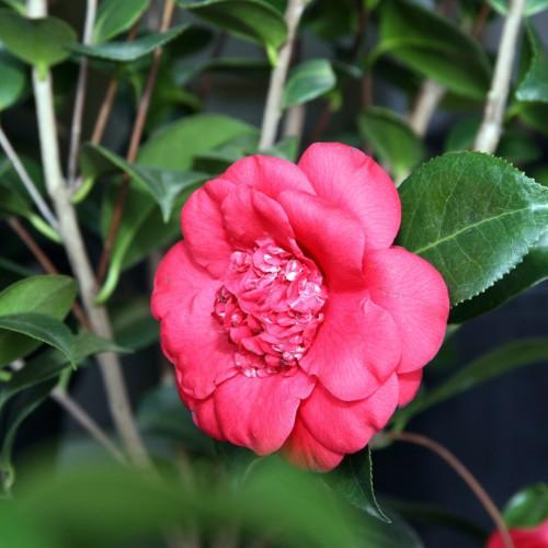 Pink flower with pink-white center dark-green leaves, lime midrib and veins