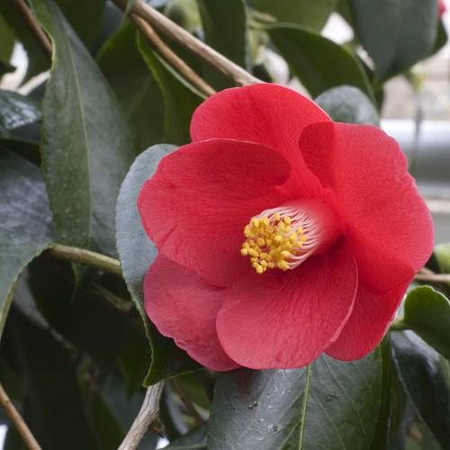 Red flower with yellow anthers white filaments, dark-green leaves, beige-brown stems, yellow midrib and veins.