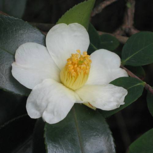 White petals with yellow stamens, and dark-green leaves on brown stem.