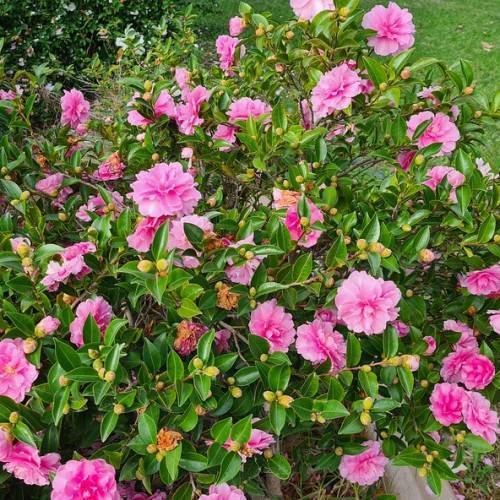Pink flowers, dark-green leaves and yellow blooms with brown stem.