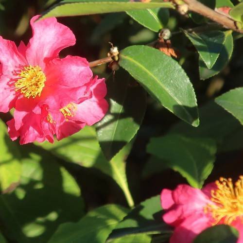 Pink flowers with yellow stamens, brown stems, and green leaves.