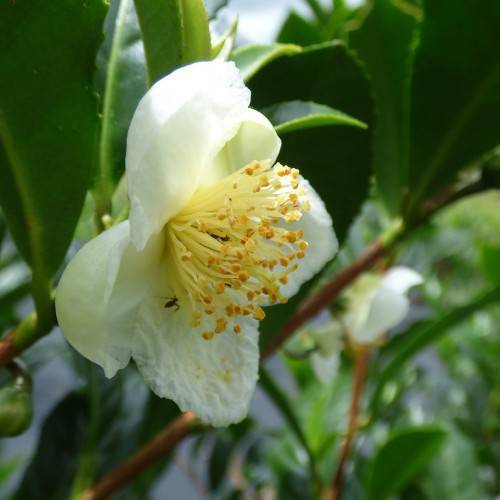 White flower with pale-white filaments and yellow anthers, green, leaves, and brown stems.