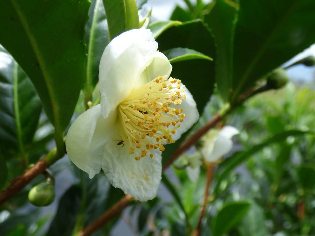 White flower with pale-white filaments and yellow anthers, green, leaves, and brown stems.