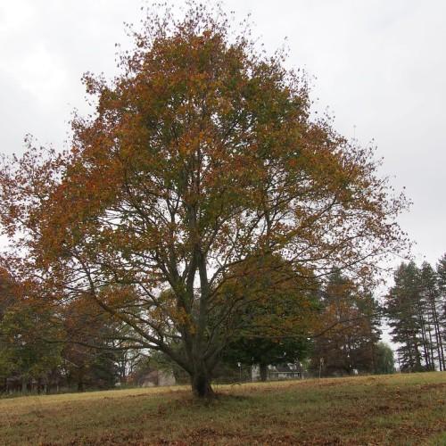 A tree with a strong brown trunk having multiple brown branches with orange-red-green leaves growing out of green stems.