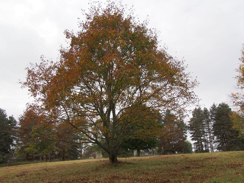 A tree with a strong brown trunk having multiple brown branches with orange-red-green leaves growing out of green stems. 