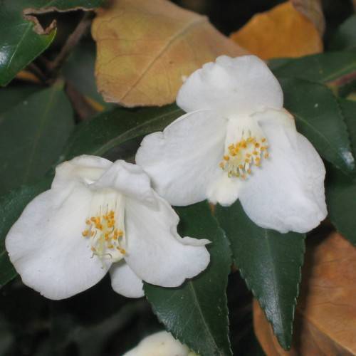 White flowers with yellow stamens, and dark-green leaves with brown branch.