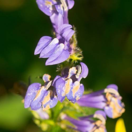 Blue-violet flowers with blurry green leaves.